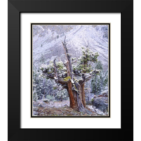 CA, Sierra Nevada Snow-covered trees Black Modern Wood Framed Art Print with Double Matting by Talbot Frank, Christopher