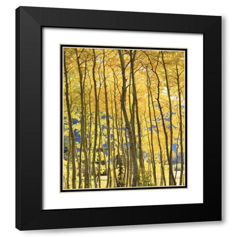 CA, Sierra Nevada Fall colors of aspen trees Black Modern Wood Framed Art Print with Double Matting by Talbot Frank, Christopher