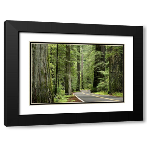 CA, Humboldt Redwoods SP, Avenue of the Giants Black Modern Wood Framed Art Print with Double Matting by Paulson, Don