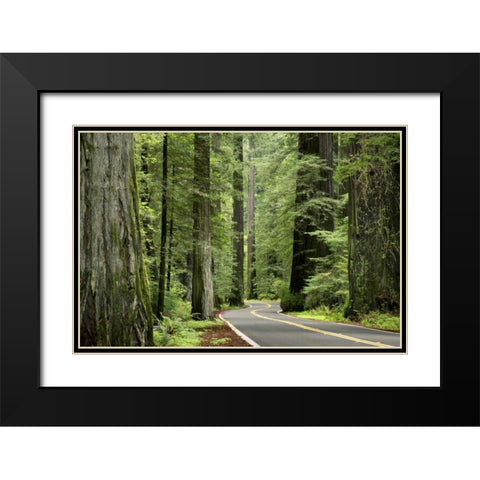 CA, Humboldt Redwoods SP, Avenue of the Giants Black Modern Wood Framed Art Print with Double Matting by Paulson, Don