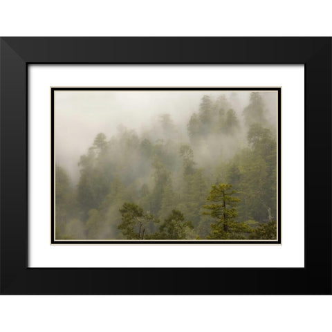 CA, Redwood Creek Overlook Fog covers the forest Black Modern Wood Framed Art Print with Double Matting by Paulson, Don