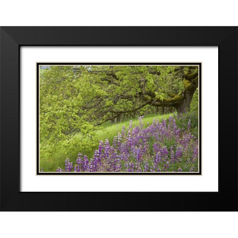 CA, Redwoods Lupines and and oak trees in spring Black Modern Wood Framed Art Print with Double Matting by Paulson, Don