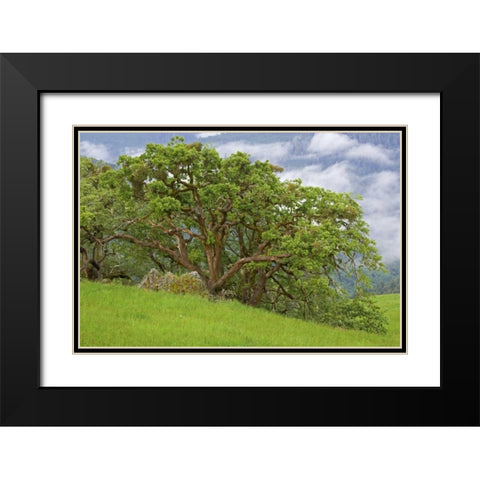 CA, Redwoods Large oak trees in mountain meadow Black Modern Wood Framed Art Print with Double Matting by Paulson, Don