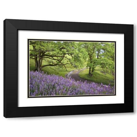 CA, Redwoods Road winds past flowers and trees Black Modern Wood Framed Art Print with Double Matting by Paulson, Don