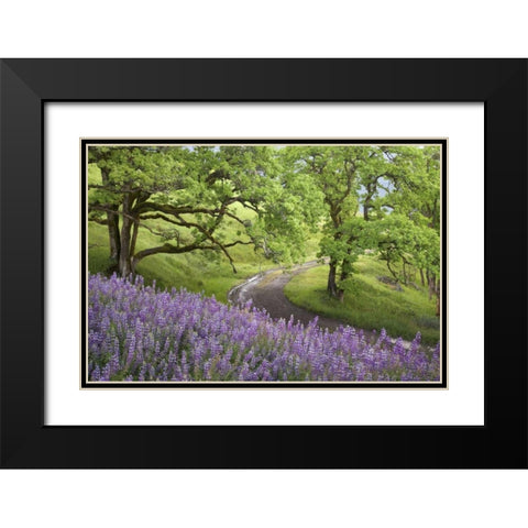 CA, Redwoods Road winds past flowers and trees Black Modern Wood Framed Art Print with Double Matting by Paulson, Don