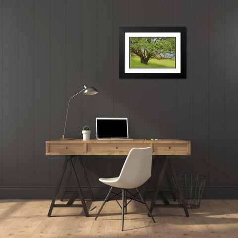 California, Redwood NP Oak tree in alpine meadow Black Modern Wood Framed Art Print with Double Matting by Paulson, Don