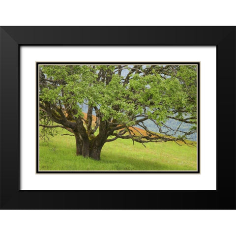 California, Redwood NP Oak tree in alpine meadow Black Modern Wood Framed Art Print with Double Matting by Paulson, Don