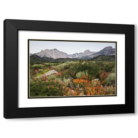 CA, flowers bloom in the Sierra Nevada mountains Black Modern Wood Framed Art Print with Double Matting by Flaherty, Dennis