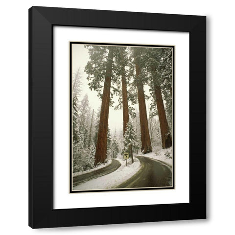 CA, Sequoia NP Spring snowfall at park entrance Black Modern Wood Framed Art Print with Double Matting by Grall, Don
