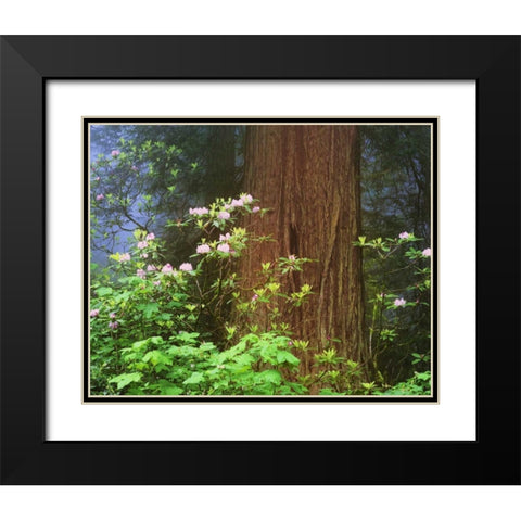 CA, Redwoods NP Blooming rhododendrons Black Modern Wood Framed Art Print with Double Matting by Flaherty, Dennis