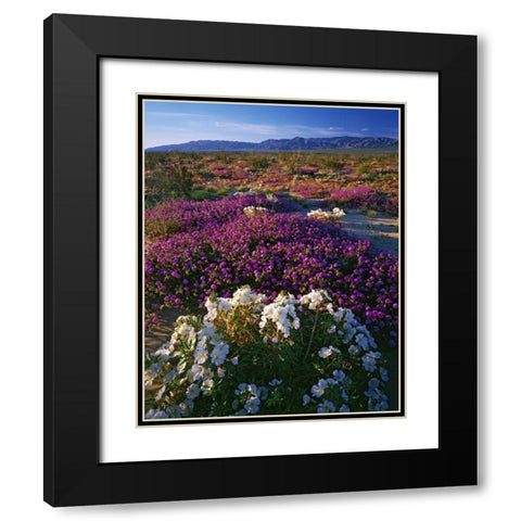 CA, Anza-Borrego SP Desert Wildflowers in bloom Black Modern Wood Framed Art Print with Double Matting by Flaherty, Dennis