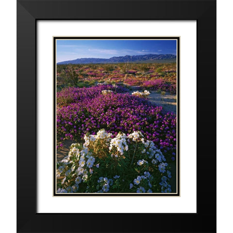 CA, Anza-Borrego SP Desert Wildflowers in bloom Black Modern Wood Framed Art Print with Double Matting by Flaherty, Dennis