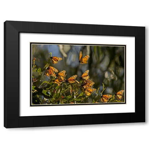 CA, San Luis Obispo Co, Monarch butterflies Black Modern Wood Framed Art Print with Double Matting by Illg, Cathy and Gordon