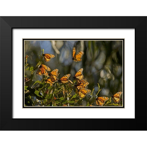 CA, San Luis Obispo Co, Monarch butterflies Black Modern Wood Framed Art Print with Double Matting by Illg, Cathy and Gordon