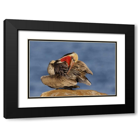 CA, La Jolla Pelican preens its feathers  Black Modern Wood Framed Art Print with Double Matting by Morris, Arthur