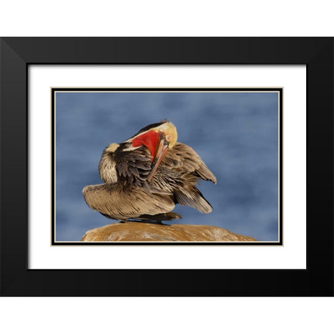 CA, La Jolla Pelican preens its feathers  Black Modern Wood Framed Art Print with Double Matting by Morris, Arthur