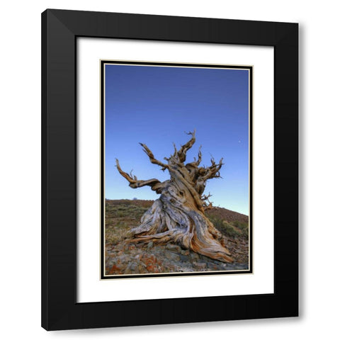 CA, White Mts Ancient bristlecone pine tree Black Modern Wood Framed Art Print with Double Matting by Flaherty, Dennis