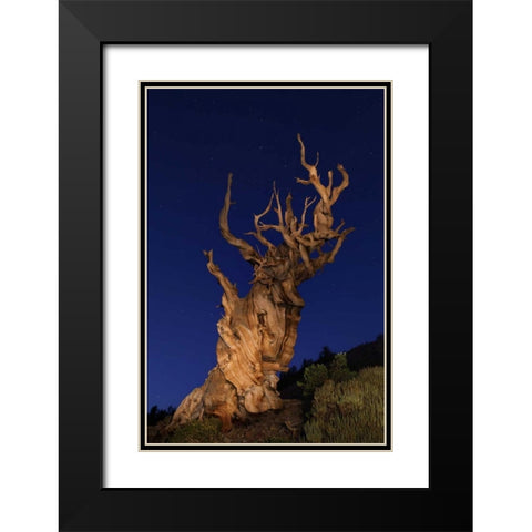 CA, White Mts Ancient bristlecone pine trees Black Modern Wood Framed Art Print with Double Matting by Flaherty, Dennis