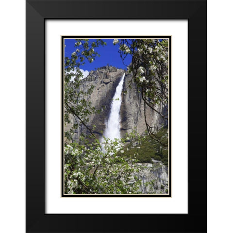CA, Yosemite Apple tree and Upper Yosemite Falls Black Modern Wood Framed Art Print with Double Matting by Flaherty, Dennis