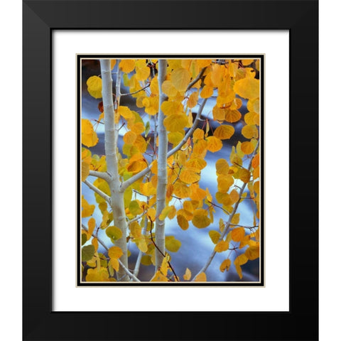 CA, Bishop Autumn leaves on aspen tree Black Modern Wood Framed Art Print with Double Matting by Flaherty, Dennis