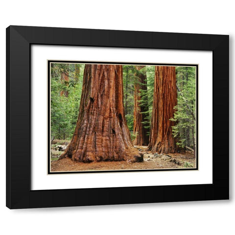 California, Yosemite NP Sequoia trees in forest Black Modern Wood Framed Art Print with Double Matting by Flaherty, Dennis