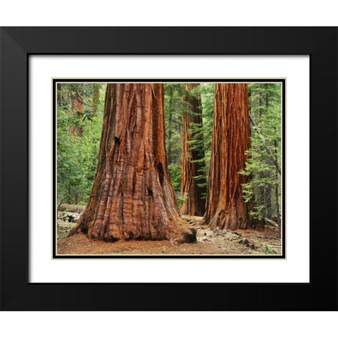 California, Yosemite NP Sequoia trees in forest Black Modern Wood Framed Art Print with Double Matting by Flaherty, Dennis