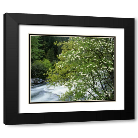 CA, Yosemite Flowering dogwood along the River Black Modern Wood Framed Art Print with Double Matting by Flaherty, Dennis