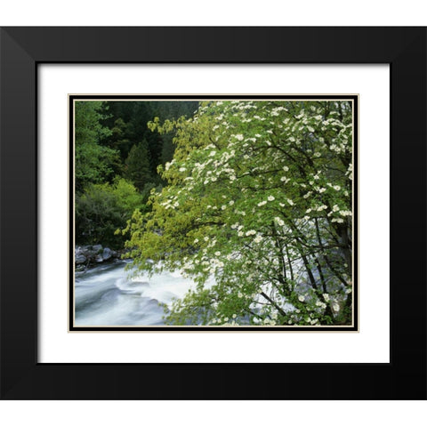 CA, Yosemite Flowering dogwood along the River Black Modern Wood Framed Art Print with Double Matting by Flaherty, Dennis