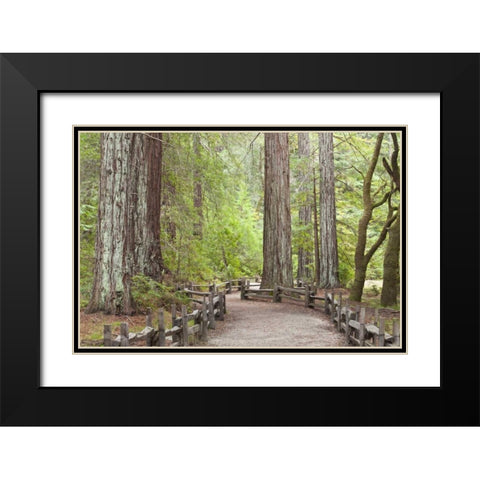 CA, Big Basin Redwoods SP, Trail through redwoods Black Modern Wood Framed Art Print with Double Matting by Paulson, Don