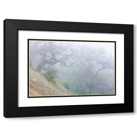 California, Henry W Coe SP Morning fog in park Black Modern Wood Framed Art Print with Double Matting by Paulson, Don