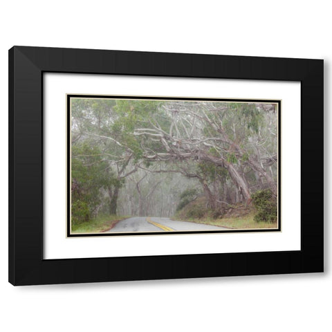 California Tree-lined road to Montana de Oro SP Black Modern Wood Framed Art Print with Double Matting by Paulson, Don