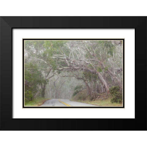 California Tree-lined road to Montana de Oro SP Black Modern Wood Framed Art Print with Double Matting by Paulson, Don