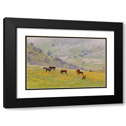 USA, California, Caliente Horses in meadow Black Modern Wood Framed Art Print with Double Matting by Paulson, Don