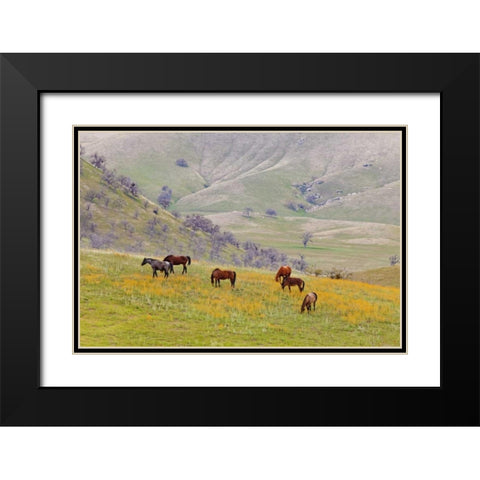 USA, California, Caliente Horses in meadow Black Modern Wood Framed Art Print with Double Matting by Paulson, Don