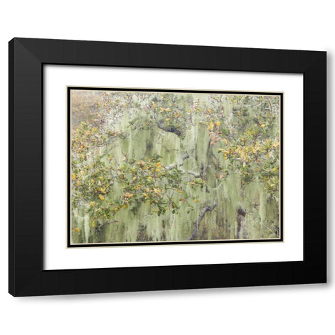 CA, Los Osos Oaks State Reserve Lichens on oak Black Modern Wood Framed Art Print with Double Matting by Paulson, Don