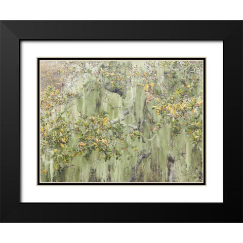 CA, Los Osos Oaks State Reserve Lichens on oak Black Modern Wood Framed Art Print with Double Matting by Paulson, Don