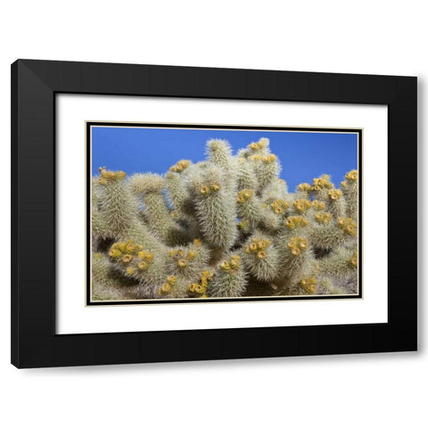 California, Joshua Tree NP Cholla cactus Black Modern Wood Framed Art Print with Double Matting by Paulson, Don