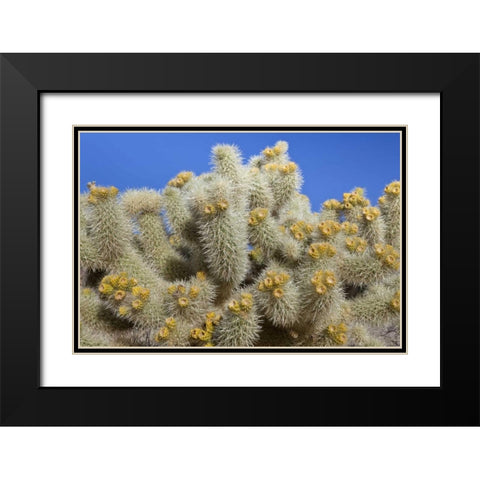 California, Joshua Tree NP Cholla cactus Black Modern Wood Framed Art Print with Double Matting by Paulson, Don