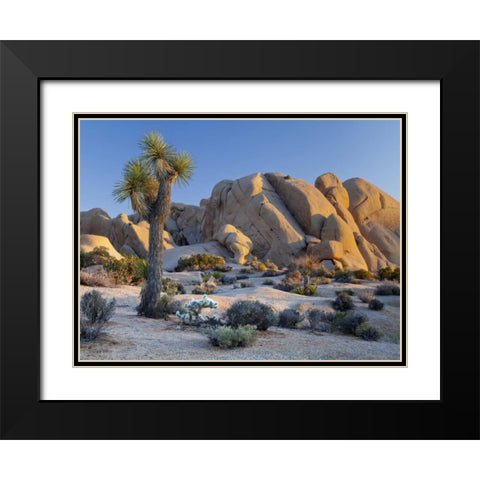 CA, Joshua Tree NP Joshua tree and boulders Black Modern Wood Framed Art Print with Double Matting by Paulson, Don