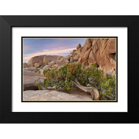 California, Joshua Tree NP Wind-blown juniper Black Modern Wood Framed Art Print with Double Matting by Paulson, Don