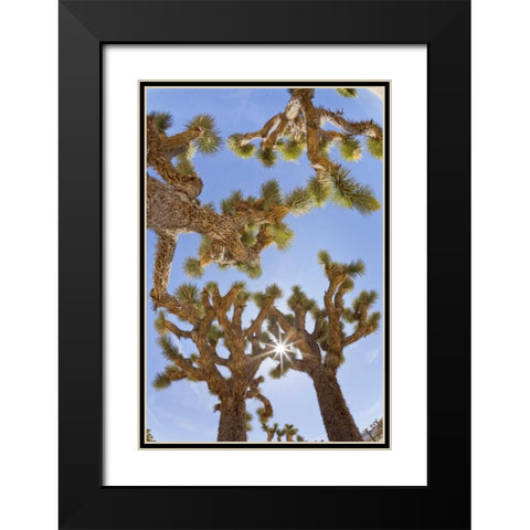 CA, Joshua Tree NP Sunburst through Joshua trees Black Modern Wood Framed Art Print with Double Matting by Paulson, Don
