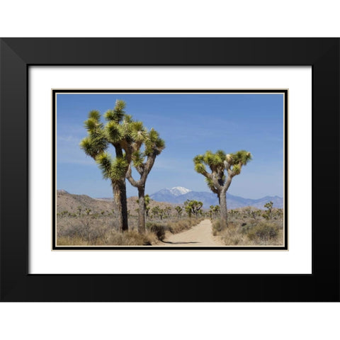 CA, Joshua Tree NP Joshua trees and mountains Black Modern Wood Framed Art Print with Double Matting by Paulson, Don