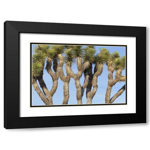 CA, Joshua Tree NP Joshua trees against the sky Black Modern Wood Framed Art Print with Double Matting by Paulson, Don