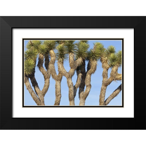 CA, Joshua Tree NP Joshua trees against the sky Black Modern Wood Framed Art Print with Double Matting by Paulson, Don
