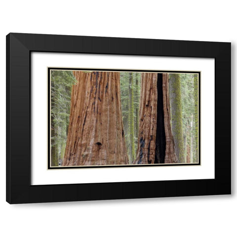 CA, Sequoia NP Giant sequoia trees in forest Black Modern Wood Framed Art Print with Double Matting by Paulson, Don