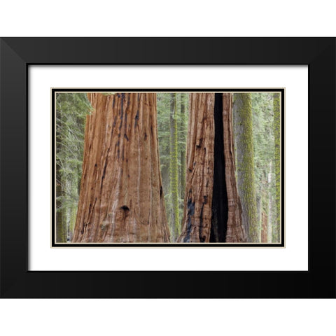 CA, Sequoia NP Giant sequoia trees in forest Black Modern Wood Framed Art Print with Double Matting by Paulson, Don
