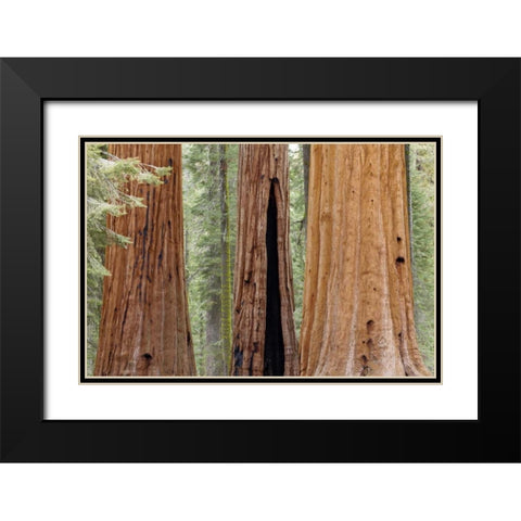 CA, Sequoia NP Trunks of giant sequoia trees Black Modern Wood Framed Art Print with Double Matting by Paulson, Don