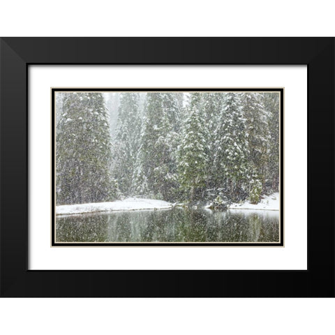 CA, Oakhurst Fir trees reflect in pond in winter Black Modern Wood Framed Art Print with Double Matting by Paulson, Don
