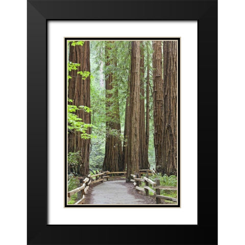 California Trail through Muir Woods NM in spring Black Modern Wood Framed Art Print with Double Matting by Paulson, Don
