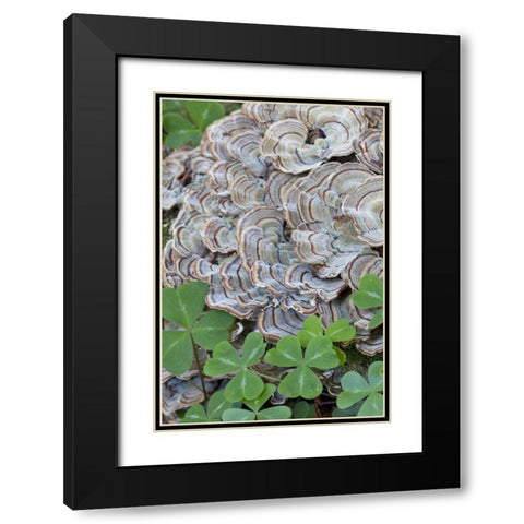 CA, Samuel P Taylor SP, Oxalis leaves and fungus Black Modern Wood Framed Art Print with Double Matting by Paulson, Don
